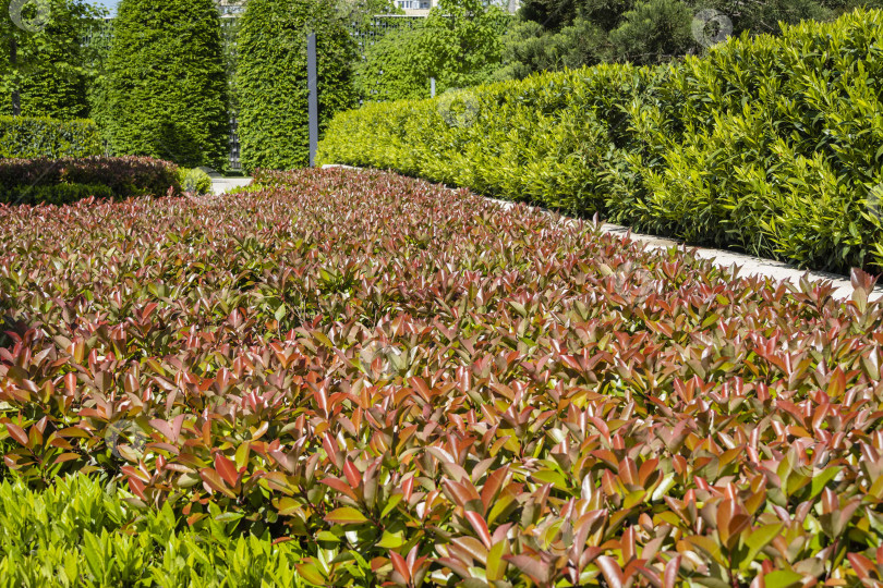 Скачать Красивые красные и зеленые листья кустарника Photinia fraseri 'Red Robin' на размытом фоне вечнозеленых растений во французском саду. Городской парк "Краснодар" или ландшафтный парк Галицкого. Весна 2021 года. фотосток Ozero