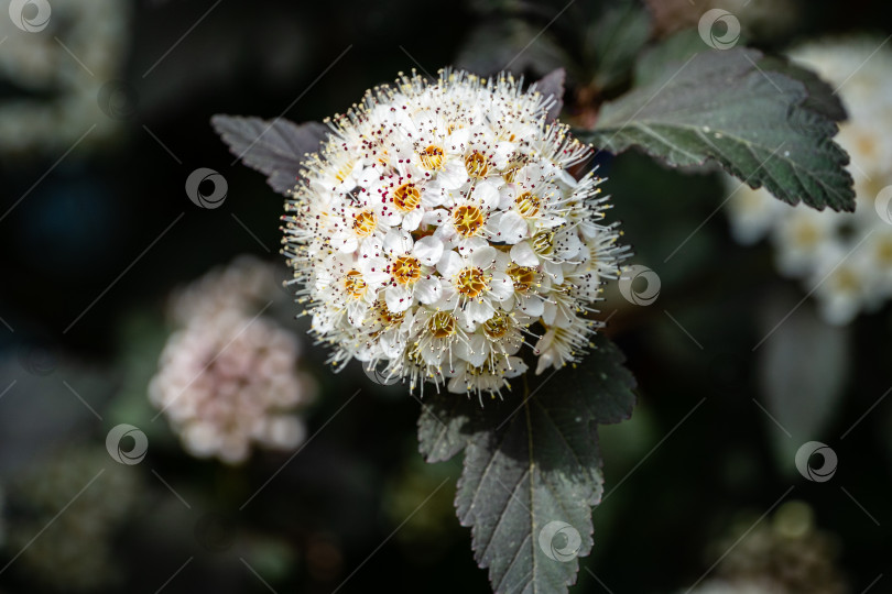 Скачать Physocarpus opulifolius diabolo или Девятилистник с фиолетовыми листьями на размытом темном фоне. Выборочный фокус. Крупный план крупного соцветия с белыми цветами. Концепция дизайна, основанная на природе. фотосток Ozero