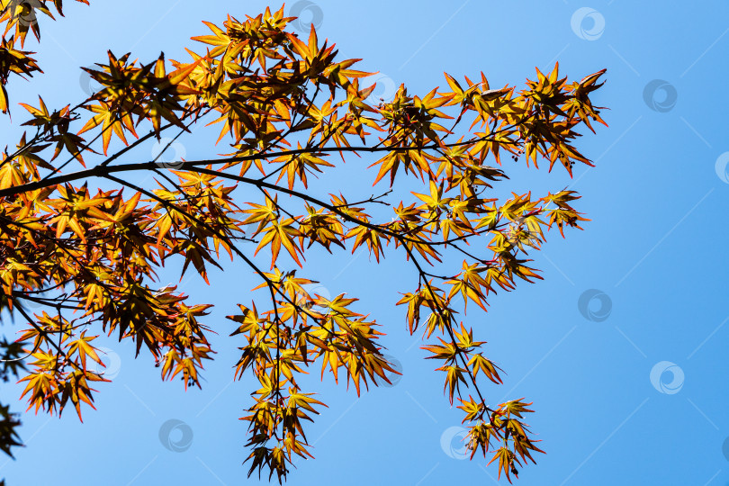 Скачать Клен Acer Palmatum с ярко-оранжевыми и желтыми листьями на фоне голубого неба. Выборочный фокус. Солнечный весенний день. Концепция дизайна - природа. Место для текста фотосток Ozero