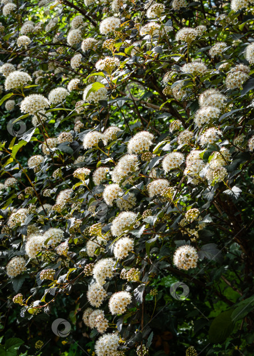 Скачать Physocarpus opulifolius diabolo или Девятилистник с фиолетовыми листьями на размытом темном фоне. Выборочный фокус. Крупный план белых цветов и фиолетовых листьев. Концепция дизайна, основанная на природе. фотосток Ozero