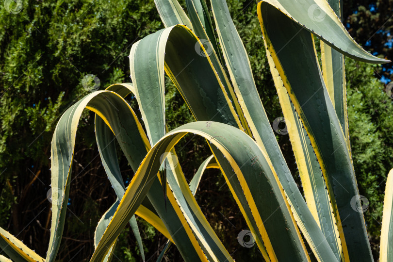 Скачать Агава мексиканская (Agave americana) в полоску на фоне вечнозеленых растений. Крупный план. Род Агава, подсемейство агавовые, семейство спаржевые в ландшафтном городском парке города-курорта Адлер.. Сочи. фотосток Ozero