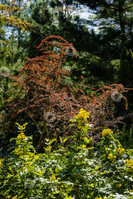 Скачать Огромный куст Berberis thunbergii Atropurpurea с фиолетовой листвой на фоне вечнозеленых растений. На переднем плане желтые цветы магонии воднолистной. Размытый фон. Выборочный фокус. фотосток Ozero