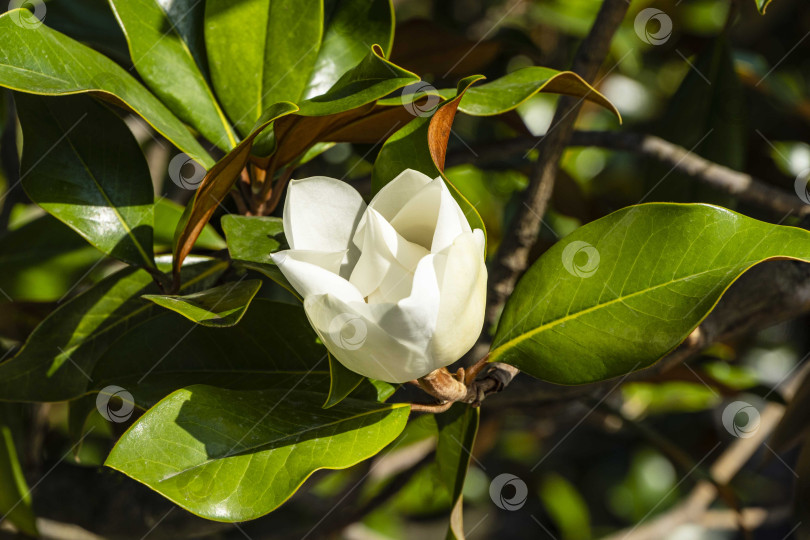 Скачать Крупный белый цветок на ветке вечнозеленой южной магнолии (Magnolia Grandiflora) с зелеными листьями на размытом фоне. Выборочный фокус. Крупный план. Городской парк "Краснодар". Лето 2021 года. фотосток Ozero