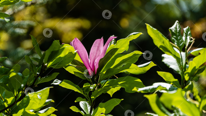 Скачать Крупный розовый цветок магнолии Сьюзен (Magnolia liliiflora x Magnolia stellata) на размытом фоне зелени сада. Цветущий ландшафтный сад весной. Выборочный фокус. Концепция дизайна - природа фотосток Ozero