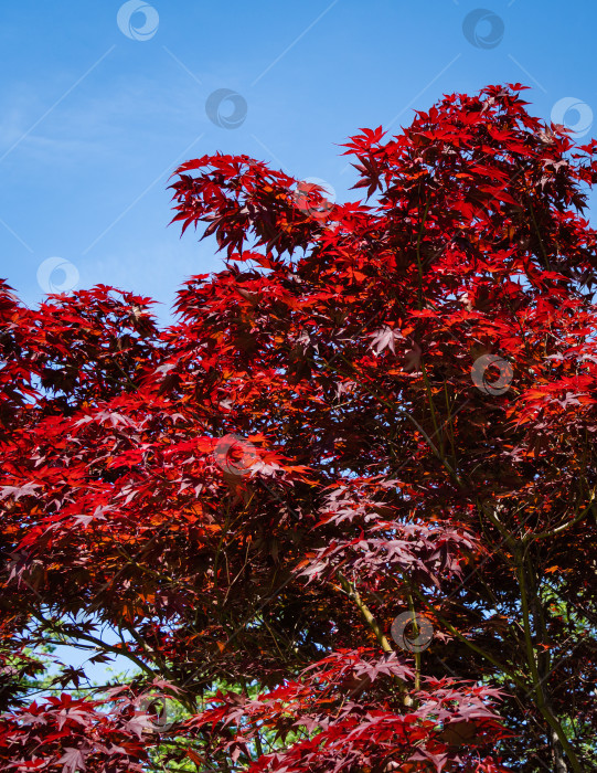 Скачать Изящное дерево Acer Palmatum Dissectum с красными листьями на фоне голубого весеннего неба. Стилизованный японский дворик в городском парке "Краснодар". Галицийский парк. Солнечный день.Весна 2021 года. фотосток Ozero