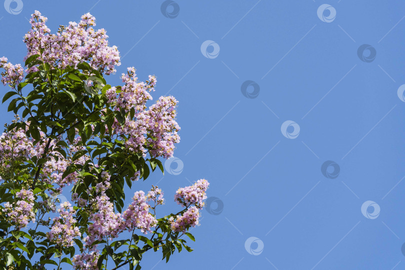 Скачать Цветение мирта обыкновенного (Lagerstroemia indica) розовыми цветами в городском ландшафтном парке "Краснодар" или "Галицкий парк". Крупный план. Соцветия розовых цветов на фоне голубого июльского неба.Лето 2021 фотосток Ozero
