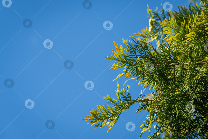 Скачать Ветка с желто-зелеными листьями западной туи (Thuja occidentalis Aurea) на фоне голубого летнего неба. Выборочный фокус. Крупный план текстуры желто-зеленых листьев. Природная концепция дизайна фотосток Ozero