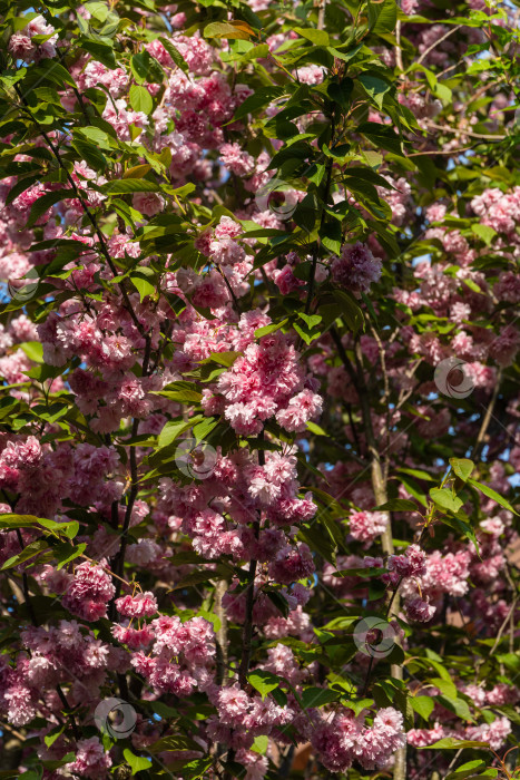 Скачать Цветущее дерево Канзан (Prunus serrulata) в ландшафтном саду. Крупный план. Веточка Канзана (Prunus serrulata) с розовыми цветами на фоне голубого неба. Цветы японской вишни. Выборочный обзор фотосток Ozero