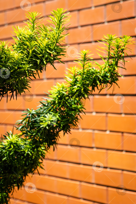 Скачать Красивые ветви тиса Taxus baccata Fastigiata Aurea (английский тис, европейский тис) с новой ярко-зеленой листвой с желтыми полосками на размытом фоне кирпичной стены. Крупный план. Природа для дизайна фотосток Ozero