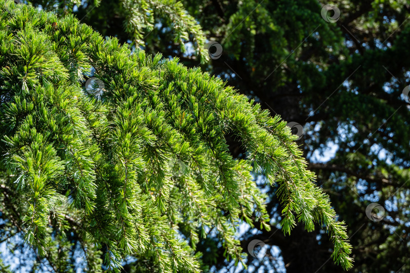 Скачать Молодая ярко-зеленая хвоя гималайского кедра (Cedrus Deodara, Деодар), растущего на набережной курортного города Адлер. Крупный план. Черное море. Размытый фон. Выборочный фокус. Адлер. Сочи. фотосток Ozero