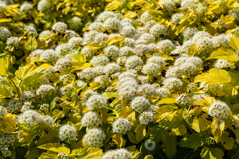 Скачать Белые цветы на кустах Physocarpus opulifolius Nugget или Ninebark с золотистыми листьями. Размытый фон. Выборочный фокус. Террасы в общественном ландшафтном парке Краснодара или Галицкого. 2021 год. фотосток Ozero