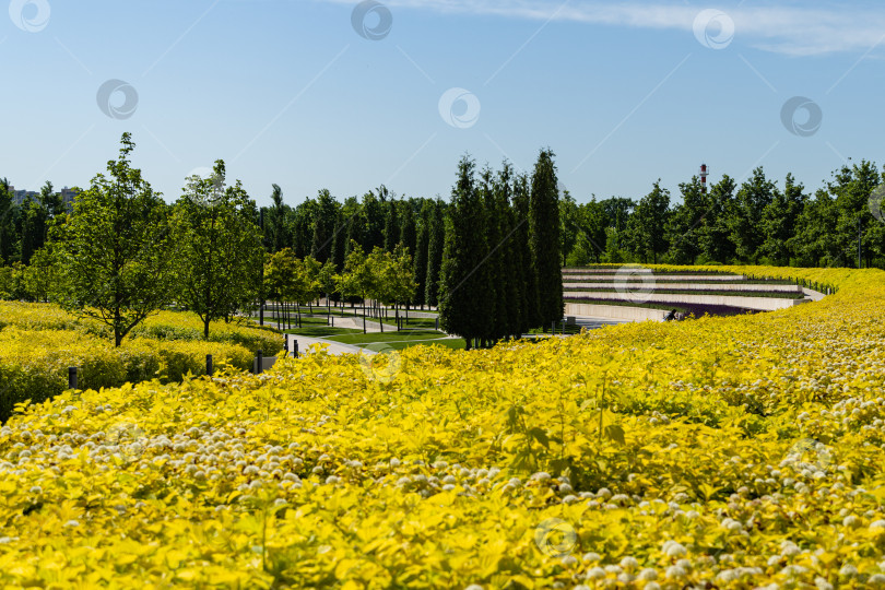 Скачать Цветущие кусты Physocarpus opulifolius Nugget или Ninebark с золотистыми листьями на террасах в общественном ландшафтном городском парке Краснодара или Галицкого. Солнечный весенний пейзаж. Краснодар, 2021. фотосток Ozero