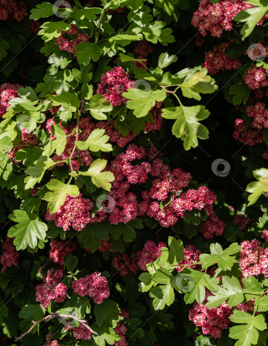 Скачать Яркие красивые розовые цветы боярышника Crataegus laevigata. Размытый фон. Фоны, текстуры.Выборочный фокус. Городской парк "Краснодар" или "Парк Галицкого". Весна 2021 года. фотосток Ozero