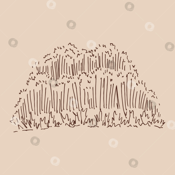 Скачать Высокая зелень травы. Векторная иллюстрация, нарисованная от руки. фотосток Ozero