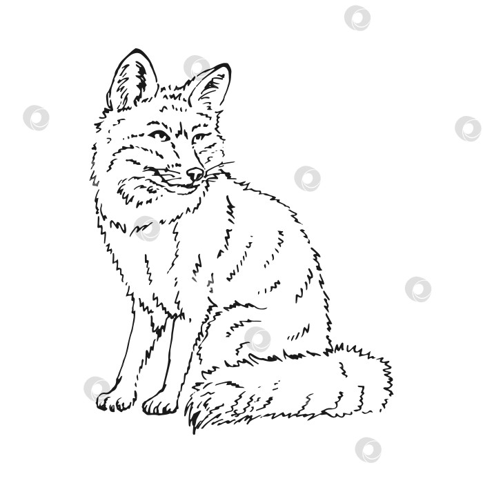 Скачать Монохромный рисованный эскиз лисы. Векторная иллюстрация дикой природы. Лесное животное. фотосток Ozero