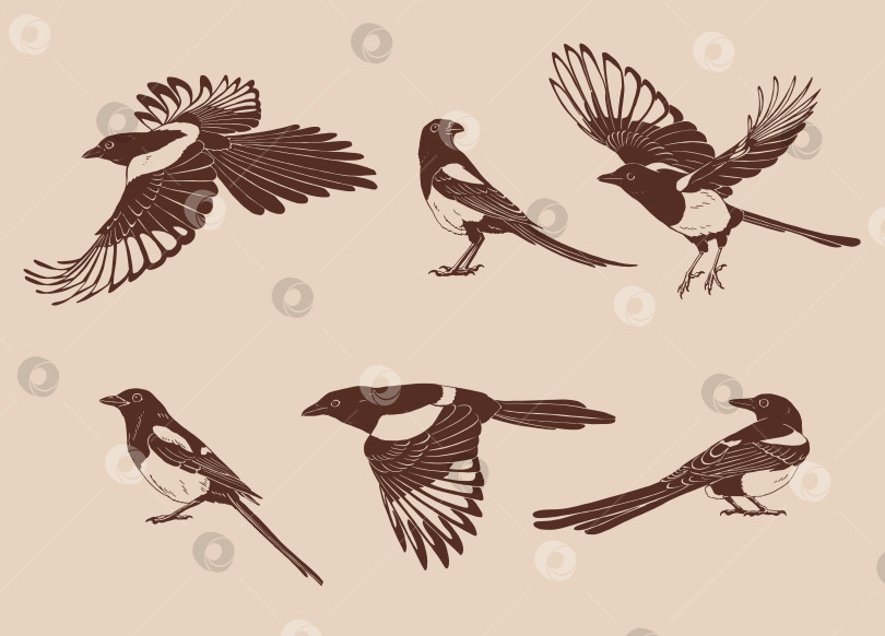 Скачать Сорока, летящая птица, набор. Векторная иллюстрация, нарисованная от руки фотосток Ozero