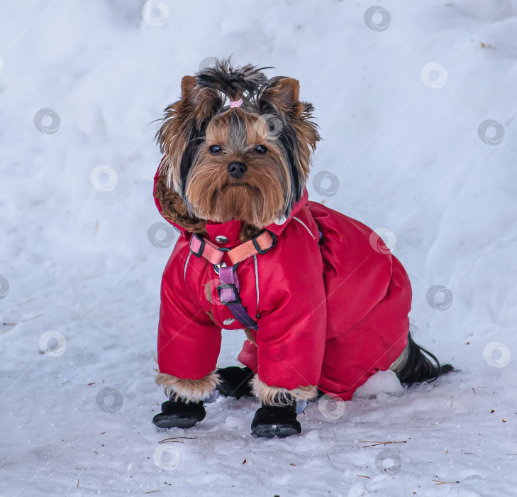 Скачать Маленький йоркширский терьер в красной куртке и черных сапогах зимой.У собаки коричнево-черная шерсть. фотосток Ozero
