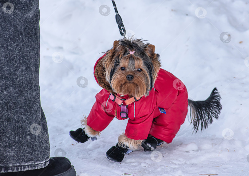 Скачать Маленький йоркширский терьер в красной куртке и черных сапогах зимой.У собаки коричнево-черная шерсть. фотосток Ozero