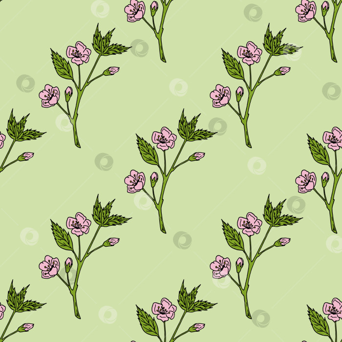 Скачать Бесшовный узор с яркими ветвями сакуры на светло-зеленом фоне. Векторное изображение. фотосток Ozero