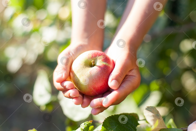 Скачать ребенок с яблоком в саду. Избирательный фокус. природа фотосток Ozero