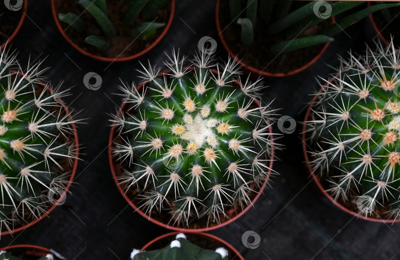 Скачать Различные виды кактусов крупным планом. фотосток Ozero
