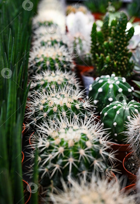 Скачать Различные виды кактусов крупным планом. фотосток Ozero