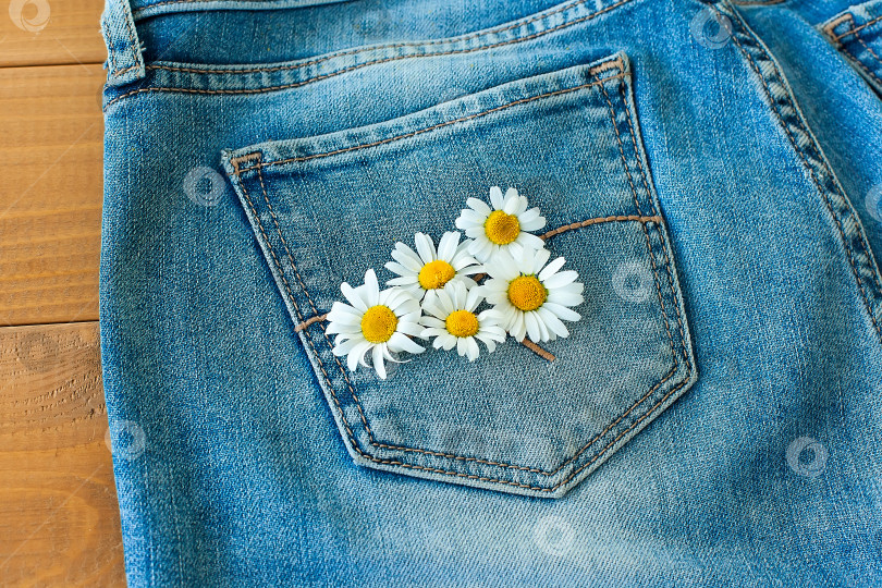 Скачать Летние цветы в кармане моих джинсов на синем фоне фотосток Ozero