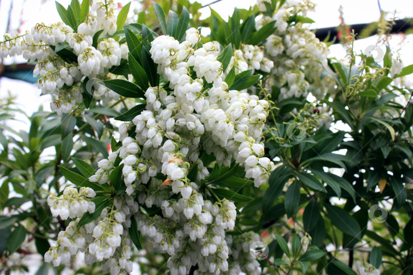 Скачать Цветы в Ботаническом саду фотосток Ozero