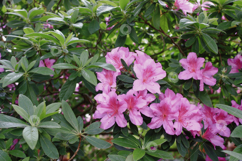 Скачать Ботанический сад фотосток Ozero