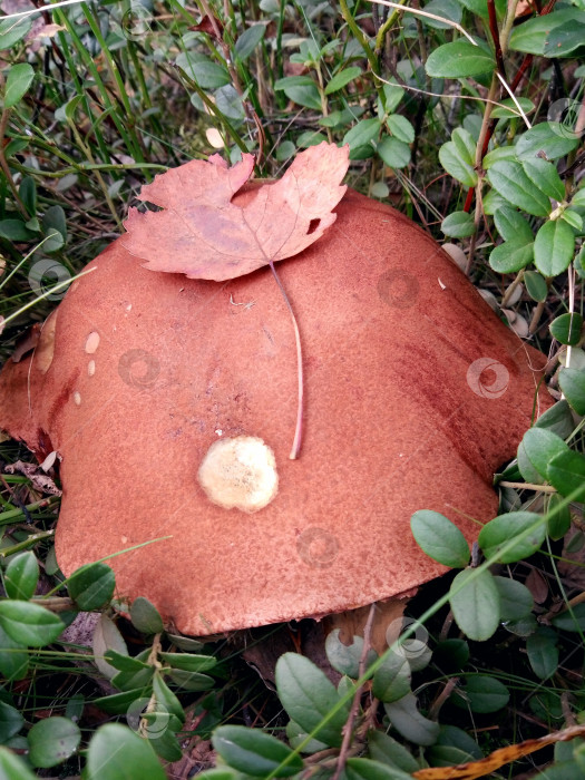 Скачать Листик и гриб фотосток Ozero