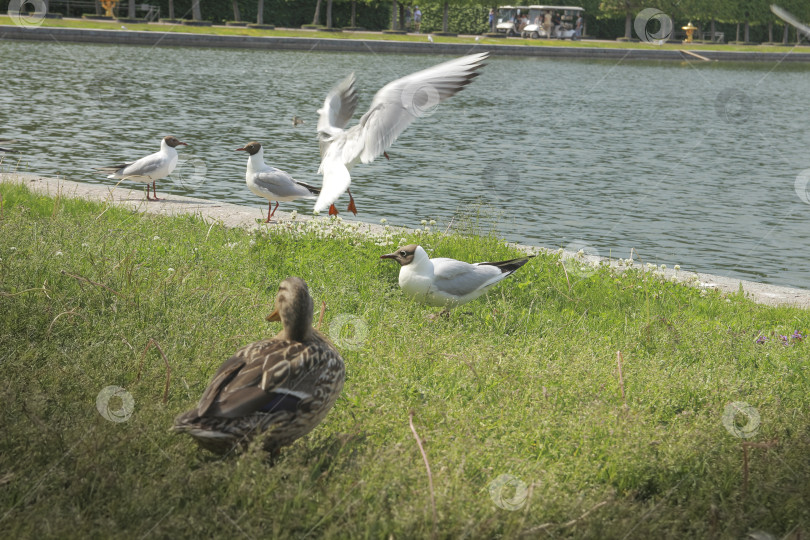 Скачать Чайки и утки фотосток Ozero