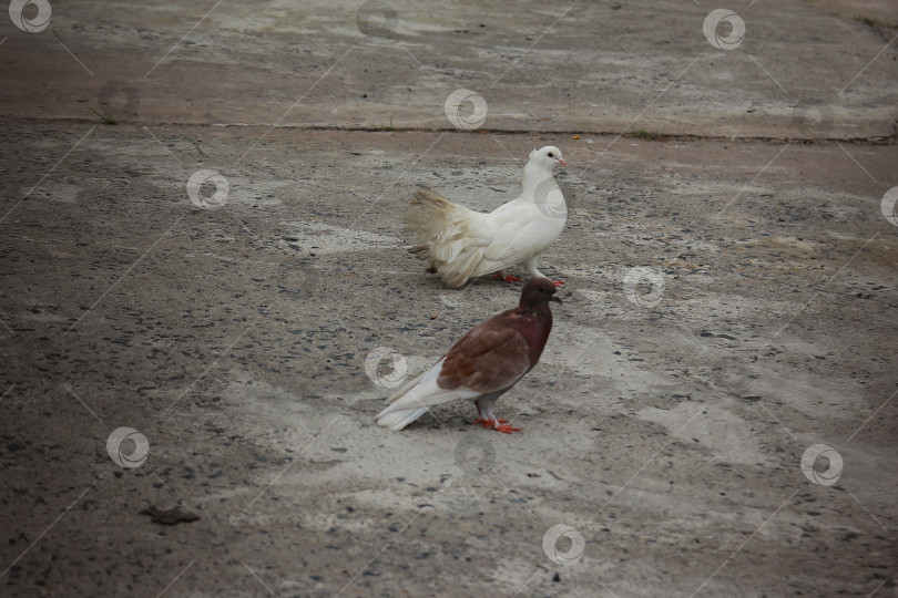 Скачать Голуби фотосток Ozero