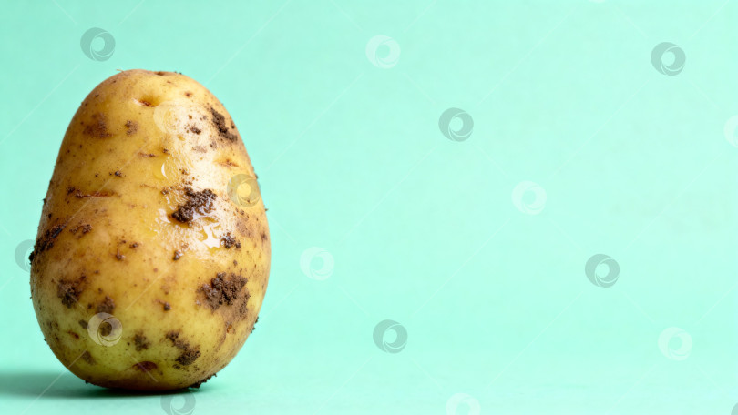 Скачать Свежий картофель с землёй на голубом фоне  с местом для текста фотосток Ozero