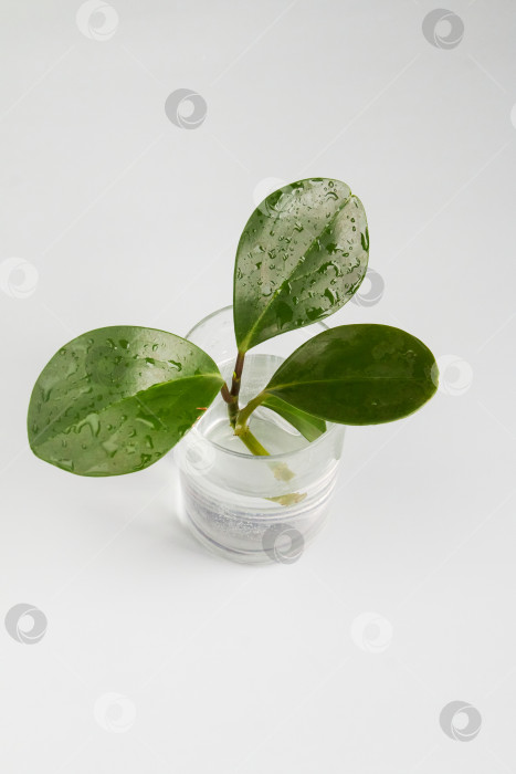 Скачать зеленый мокрый лист в стекле фотосток Ozero