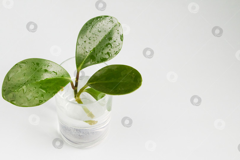 Скачать зеленый мокрый лист в стекле фотосток Ozero