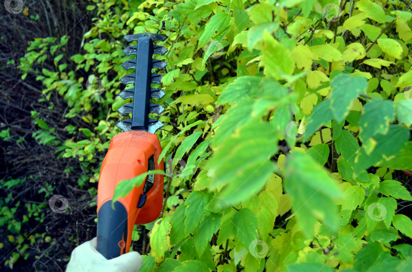 Скачать Формирование живой изгороди. Осенняя обрезка кустарников фотосток Ozero