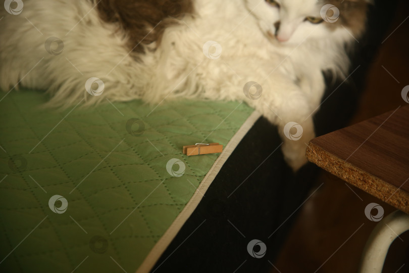 Скачать Маленький белый кот играет с прищепкой фотосток Ozero