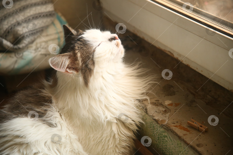 Скачать Милый котик сидит на полу фотосток Ozero