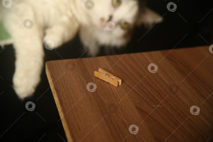 Скачать Маленький милый кот играет с прищепкой фотосток Ozero