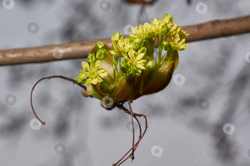 Скачать Распускаются цветочные почки остролистного клена (лат. Acer platanoides). фотосток Ozero