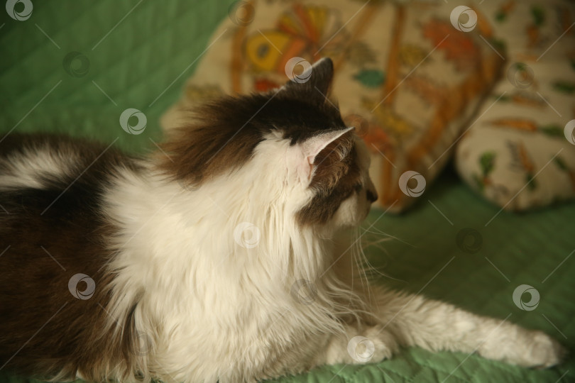 Скачать Кот лежит на диване фотосток Ozero