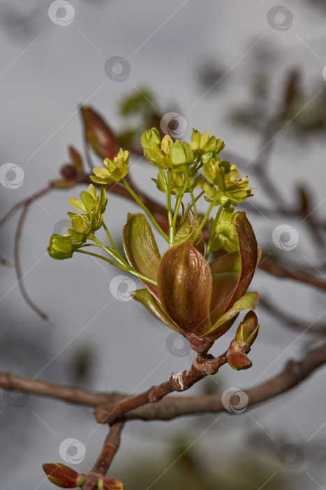 Скачать Распускаются цветочные почки остролистного клена (лат. Acer platanoides). фотосток Ozero