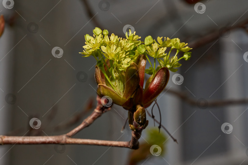Скачать Распускаются цветочные почки остролистного клена (лат. Acer platanoides). фотосток Ozero