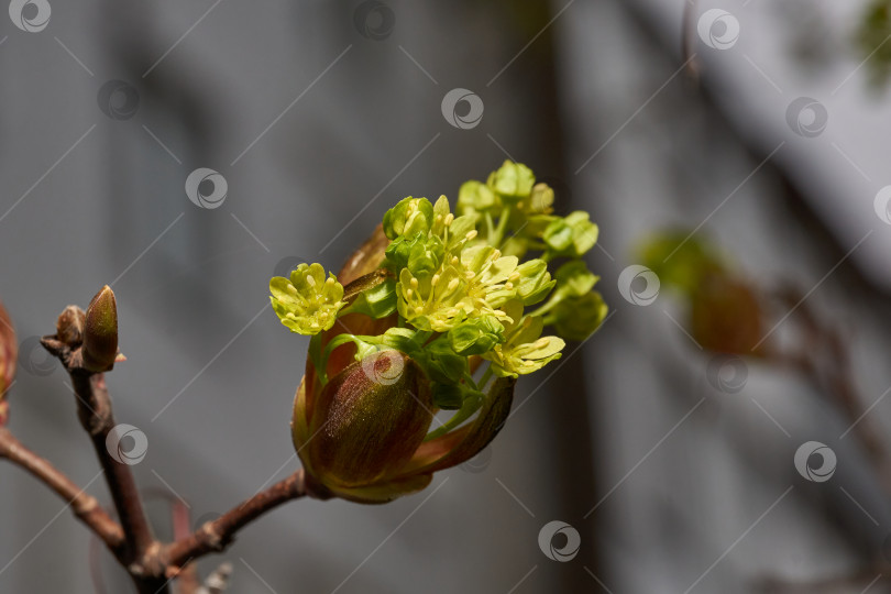 Скачать Распускаются цветочные почки остролистного клена (лат. Acer platanoides). фотосток Ozero