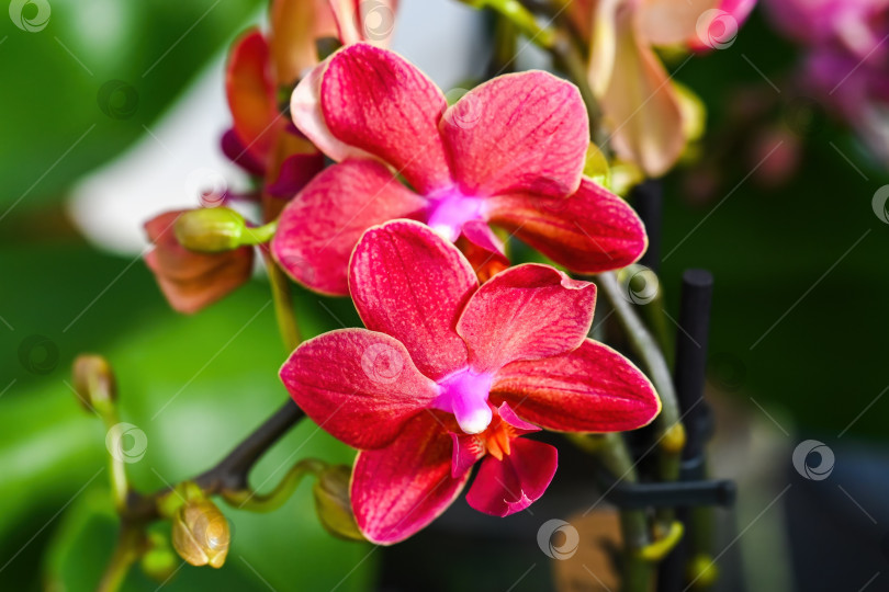 Скачать Ярко-красная орхидея, распускающаяся в весеннем саду. Красивое растение фаленопсис с зелеными листьями для креативного цветочного фона и дизайнерской идеи декора. фотосток Ozero