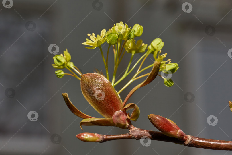 Скачать Распускаются цветочные почки остролистного клена (лат. Acer platanoides). фотосток Ozero