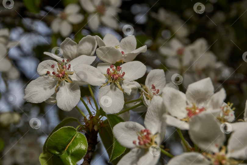 Скачать В саду цветет груша. Цветы груши крупным планом на фоне кроны дерева. фотосток Ozero