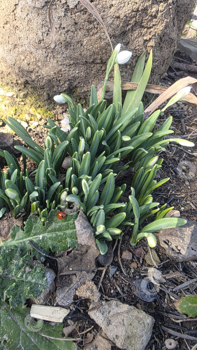 Скачать Ландыши фотосток Ozero