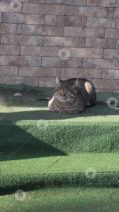 Скачать Уличный кот фотосток Ozero