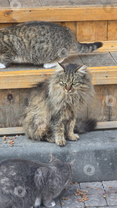 Скачать Кот похож на Льва фотосток Ozero